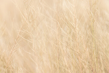 Yellow grass background, blurred focus,Abstract blurred grass background. Selective focus used.