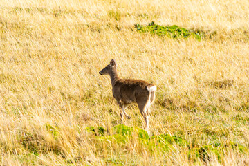 White tailed deer, Antisana National Park.