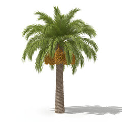 A fertile date palm tree.