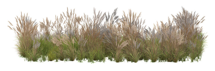 Field of Cortaderia selloana Pumila grass or pampas grass isolated on a transparent background cutout