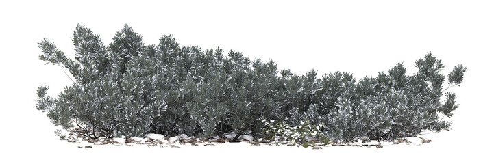 dry grass in winter on a transparent background