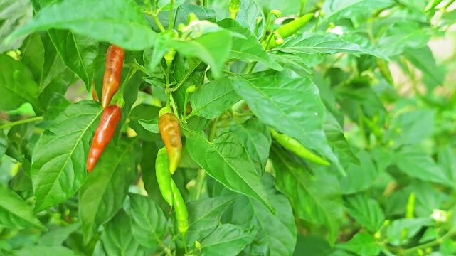 Yellow and red chili peppers on the tree.