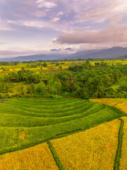 Beautiful morning view indonesia Panorama Landscape paddy fields with beauty color and sky natural light