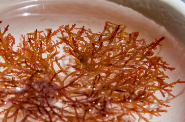 Chondracanthus acicularis o Gigartina acicularis es un alga roja del mar Mediterráneo © Primi