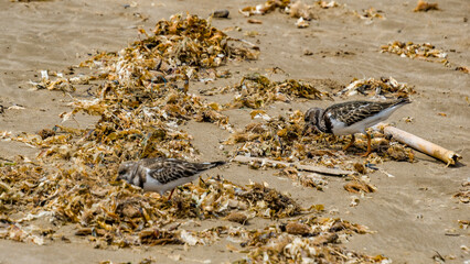 Vuelvepiedras (Arenaria interpres) es un pequeño pájaro que vive en casi todas las playas