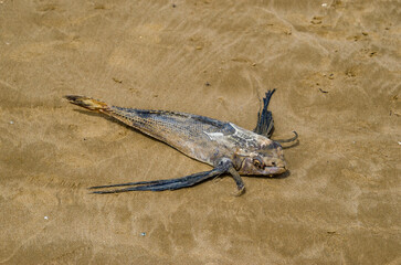 Vuelvepiedras (Arenaria interpres) es un pequeño pájaro que vive en casi todas las playas