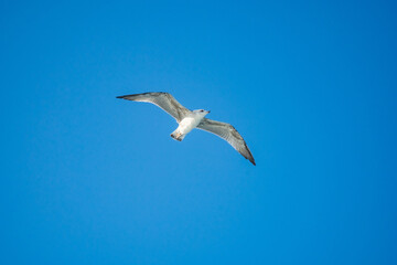 Seagulls gracefully flying over the sea behind the ship waiting for food.