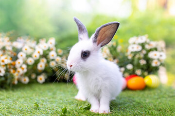 Lovely bunny easter fluffy baby rabbit with a basket full of colorful flowers and easter eggs on green garden nature background on warming spring day. Symbol of easter day festival. Rabbit in summer.