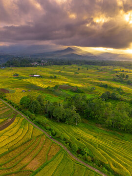 Beautiful morning view indonesia Panorama Landscape paddy fields with beauty color and sky natural light