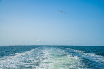 Seagulls gracefully flying over the sea behind the ship waiting for food.