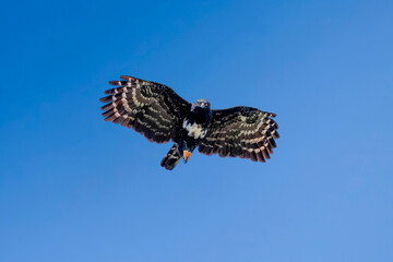 the black hawk-eagle (Spizaetus tyrannus) in fly, also known as the tyrant hawk-eagle
