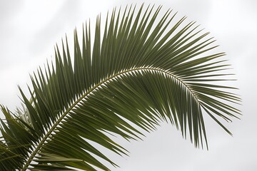 Fototapeta premium Vibrant green palm frond curves gracefully against a bright sky