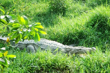 Crocodile resting in lush green grass with mouth open alligator reptile
