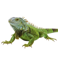 Fototapeta premium iguana on white background