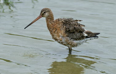 BARGE A QUEUE NOIRE-52622.JPG