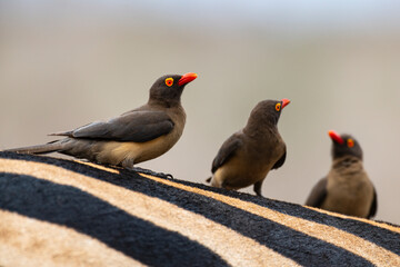 ZEBRE DE BURCHELL - PIQUEBOEUF A BEC ROUGE-94565.JPG