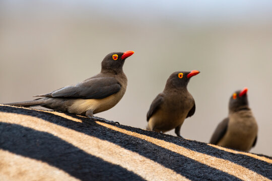 ZEBRE DE BURCHELL - PIQUEBOEUF A BEC ROUGE-94564.JPG