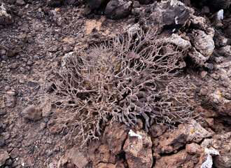 Fuerteventura Canary island, plant in Isla de Lobos