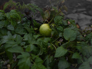 Green tomato with dew drops ripening on the bush