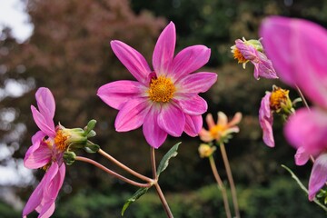 ピンクのダリア