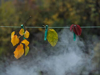 Autumn leaves hanging on clothespins with blurred forest and smoke background