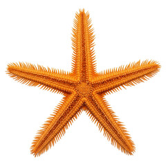 Orange starfish with five arms on a white background close up shot.