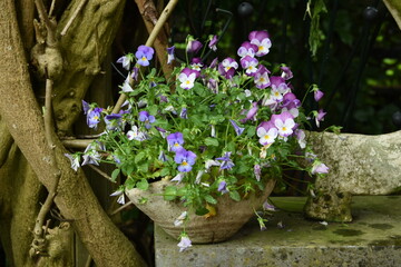 close up of colored violets in a flower pot in the city garden
