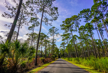 A striking photo capturing a sunlit road flanked by tall Longleaf Pine trees in Central Florida. 