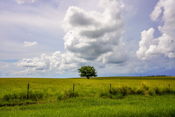 A serene photo captures a lone tree standing proudly in the midst of lush Central Florida farmland, under a sky filled with soft, puffy white clouds.