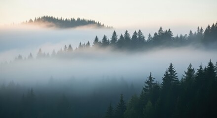 Fototapeta premium Foggy forest landscape with evergreen trees and mountains in the distance