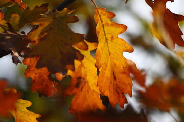 Backlit Oak Leaves in Vivid Orange and Yellow at Autumn Close-up