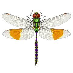 Colorful Dragonfly Insect with Orange Wings Isolated on White.