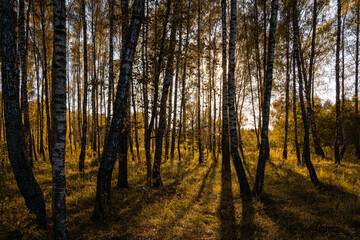 Obraz premium Sun setting through birch tree forest. Golden light illuminating autumn landscape in grove. Natural scenic view for wallpaper design. Sunset in grove.
