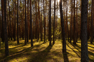 Obraz premium Sunrise or sunset in tall pine forest with long shadows on mossy ground. Nature landscape for tranquility and wilderness. Natural scenic view for wallpaper design.