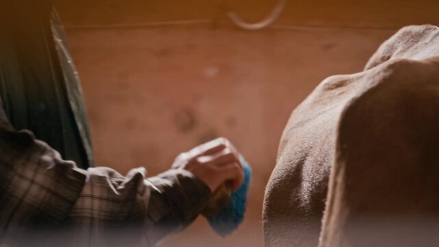 Cropped shot of hands of unrecognizable farmer standing inside barn and grooming brown cows back using stiff bristle brush