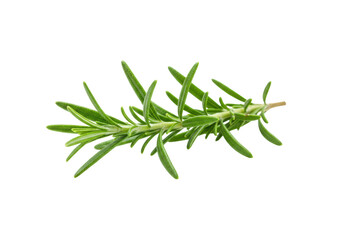 Fototapeta premium Vibrant green rosemary sprig with needle-like leaves and slender stem, isolated on a transparent seamless background, clean macro studio shot, concept of fresh culinary herb