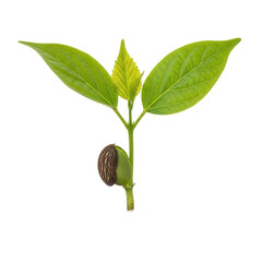 Young plant sprouting from seed showing new green leaves and stem.