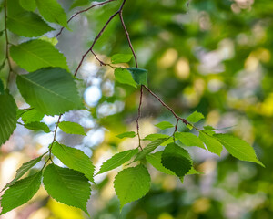 A serene closeup captures delicate green leaves illuminated by afternoon sunlight. Soft bokeh lights in the background create a dreamy, golden atmosphere, highlighting the gentle beauty of nature.