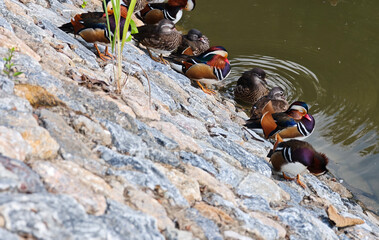A flock of mandarin ducks by the pond