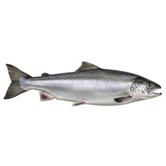 A Whole Raw Salmon Fish Isolated on a White Background.
