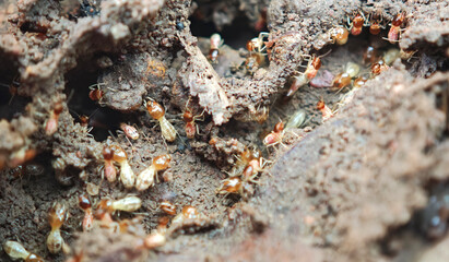 a group of termites crawling on ground