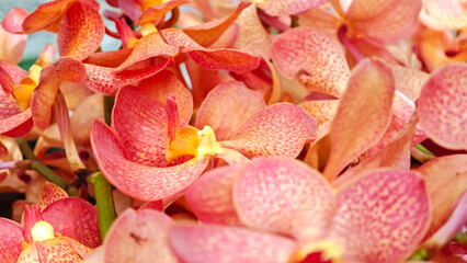 Flowers and orchids are blooming beautifully.