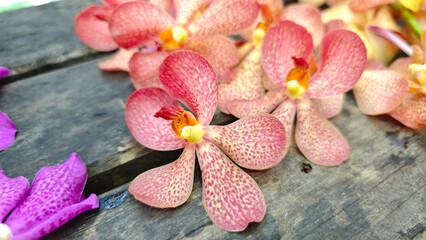Flowers and orchids are blooming beautifully.