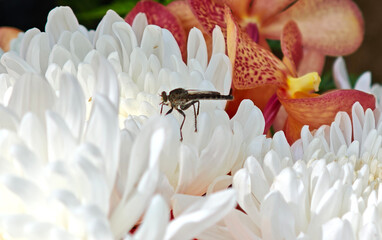 Dragonfly perched on a flower in the garden