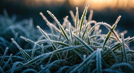 Close-up of frosty grass blades at dawn. Sunlight highlights the ice crystals
