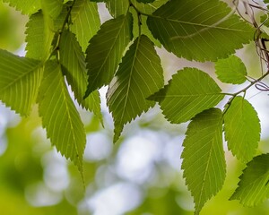 An intimate macro closeup of green leaves reveals fine details and textures. Behind them, the warm bokeh of afternoon sunlight adds depth and a glowing, ethereal quality, perfect for nature-inspired.