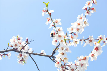 Almond tree blossom at sunset. Growing almonds.