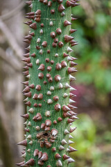 Closeup of Thorny Tree Trunk in Florida with Unique Natural Texture