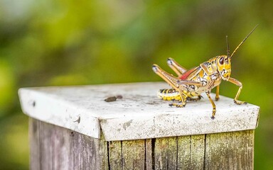 A striking closeup photograph of a colorful lubber grasshopper in Florida highlights its bold markings and unique features. The detailed view showcases the insect’s textured body.