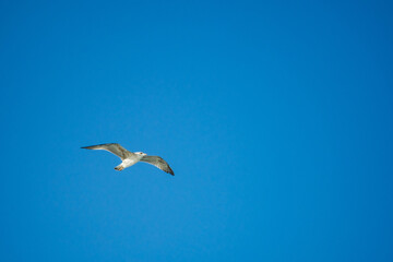 Obraz premium Seagulls gracefully flying over the sea behind the ship waiting for food.